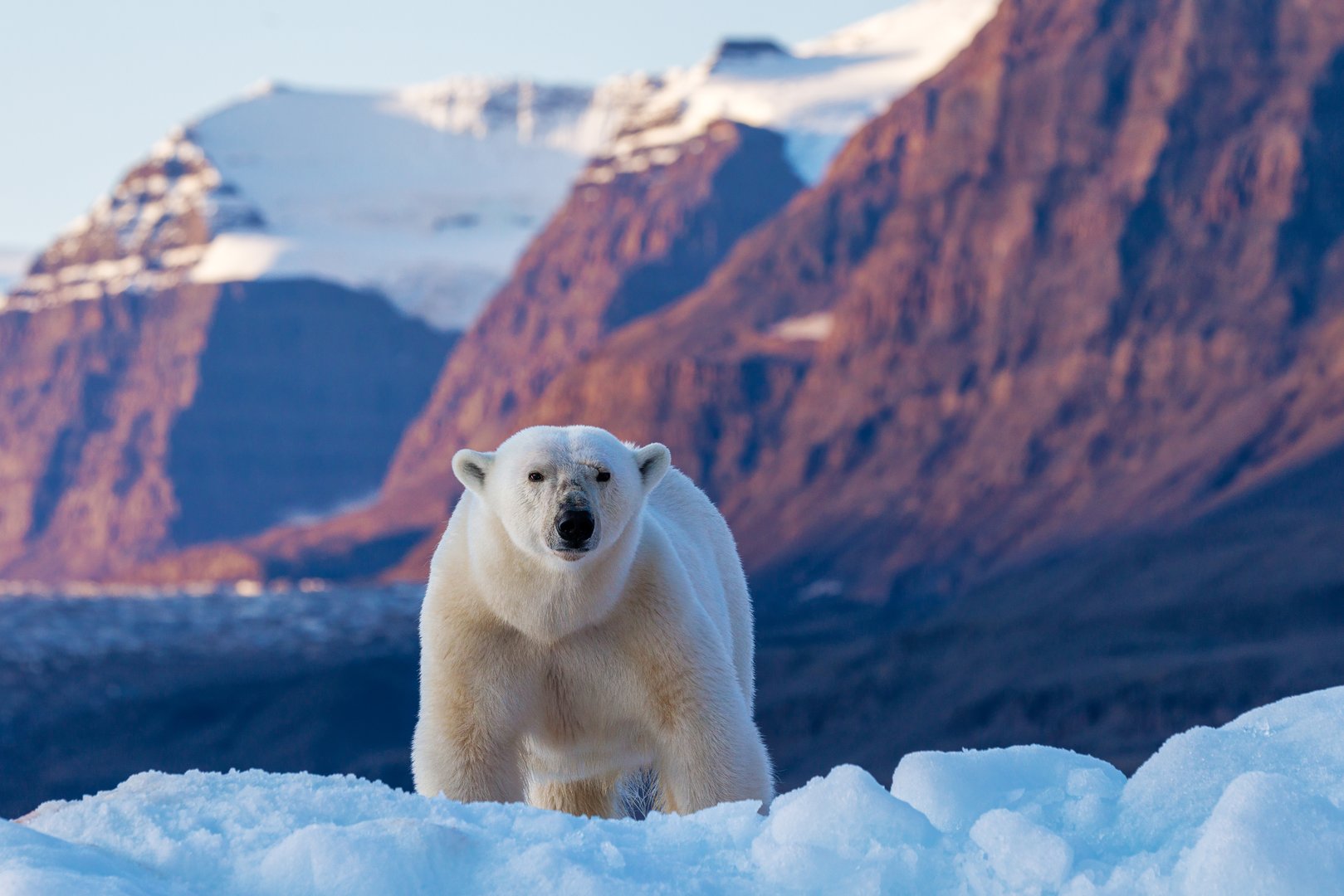 Polar bear in Greenland