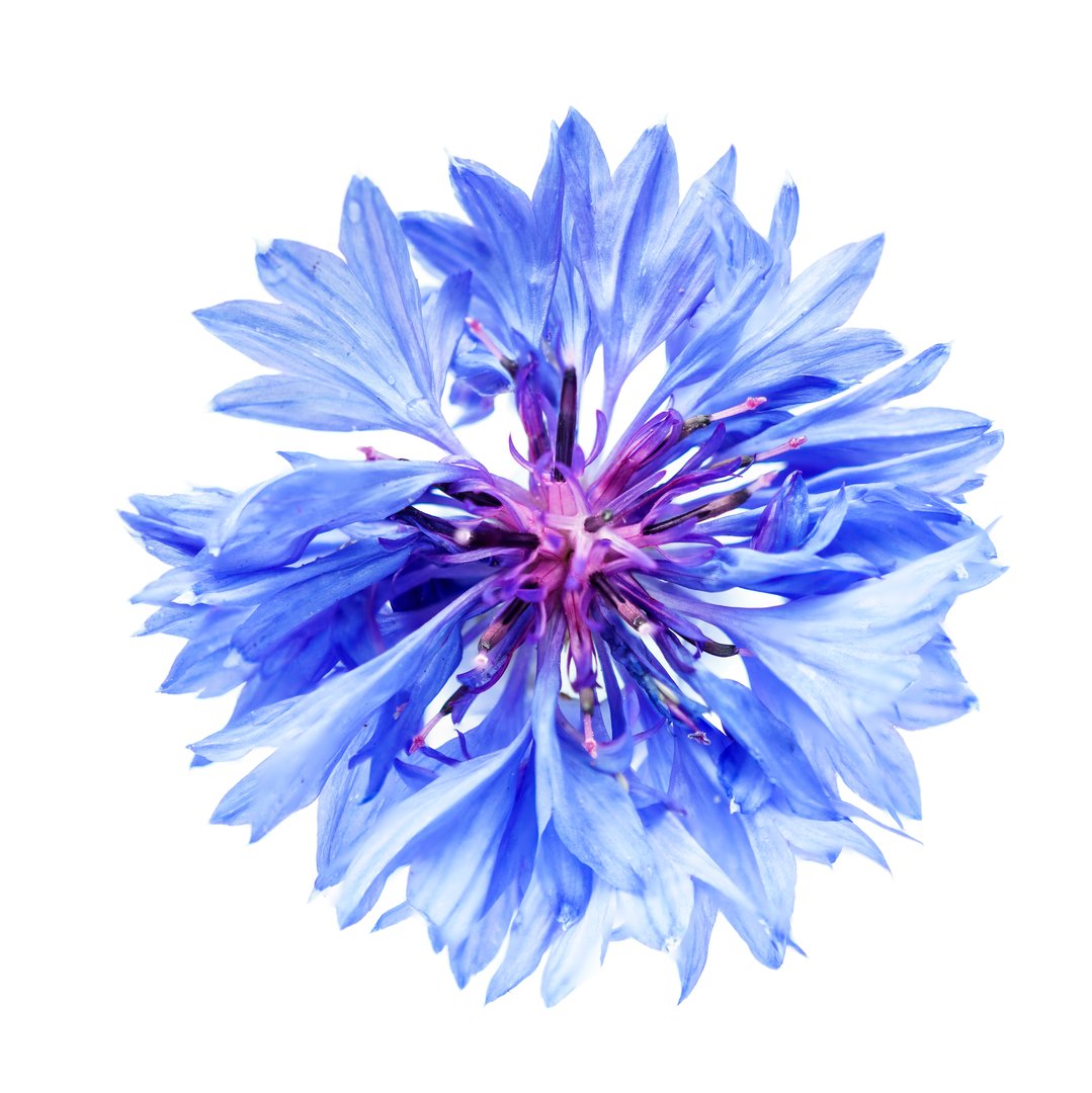 Cornflower