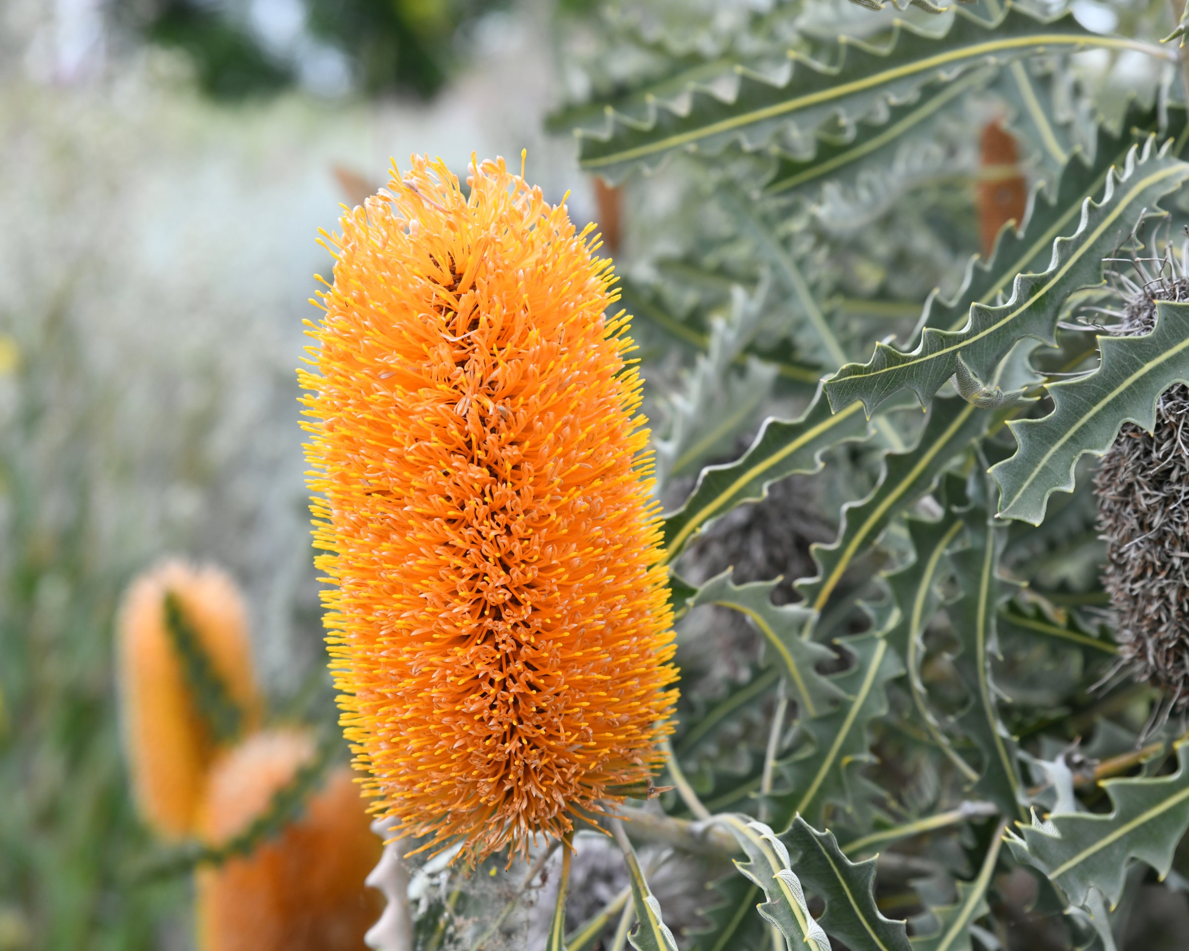 Banksia ashbyi is a shrub or small tree that typically grows to a height of 8 m (26 ft). It has smooth, grey bark, deeply serrated, hairy leaves and spikes of bright orange flowers. Ashby's banksia grows in heath and spinifex country along the coast of Western Australia between Geraldton and Exmouth.