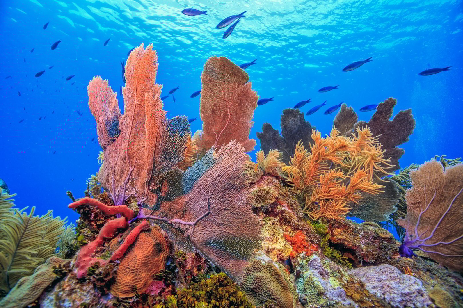 Caribbean coral reef