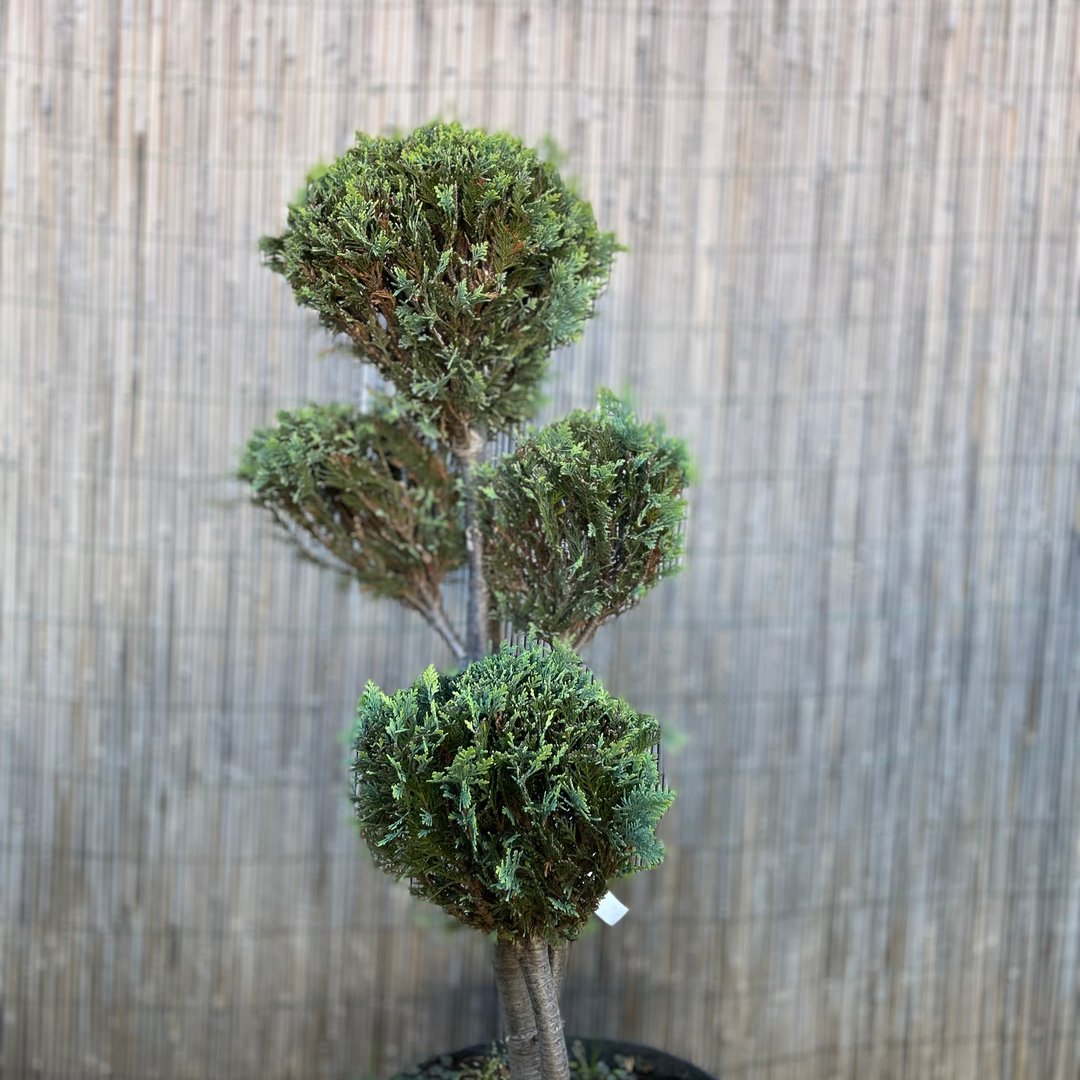 Korallberkenye - Acer palmatum Sango-kaku vörös kérgű japán juhar