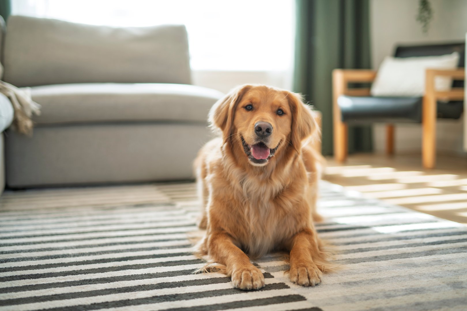 Happy golden retriever dog on clean rug in living room