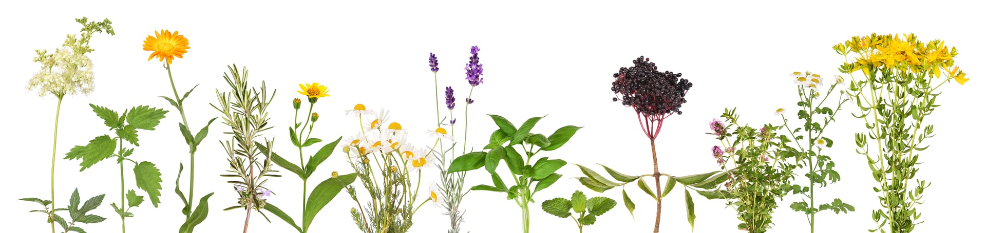 Large selection of medicinal plants that are widely used in medicine.