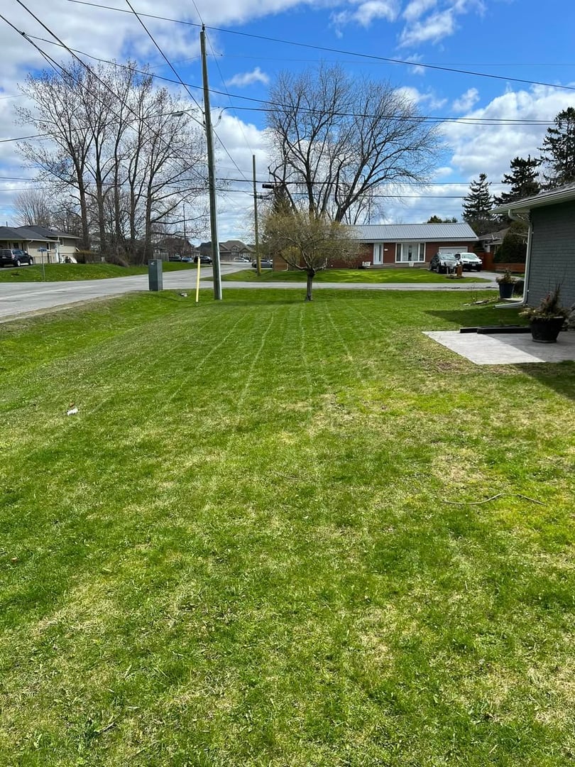 Complete lawn transformation