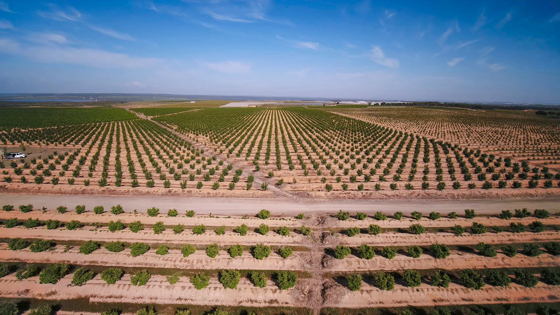 Avocado planting process and pest control with technical irrigation in large agricultural fields
