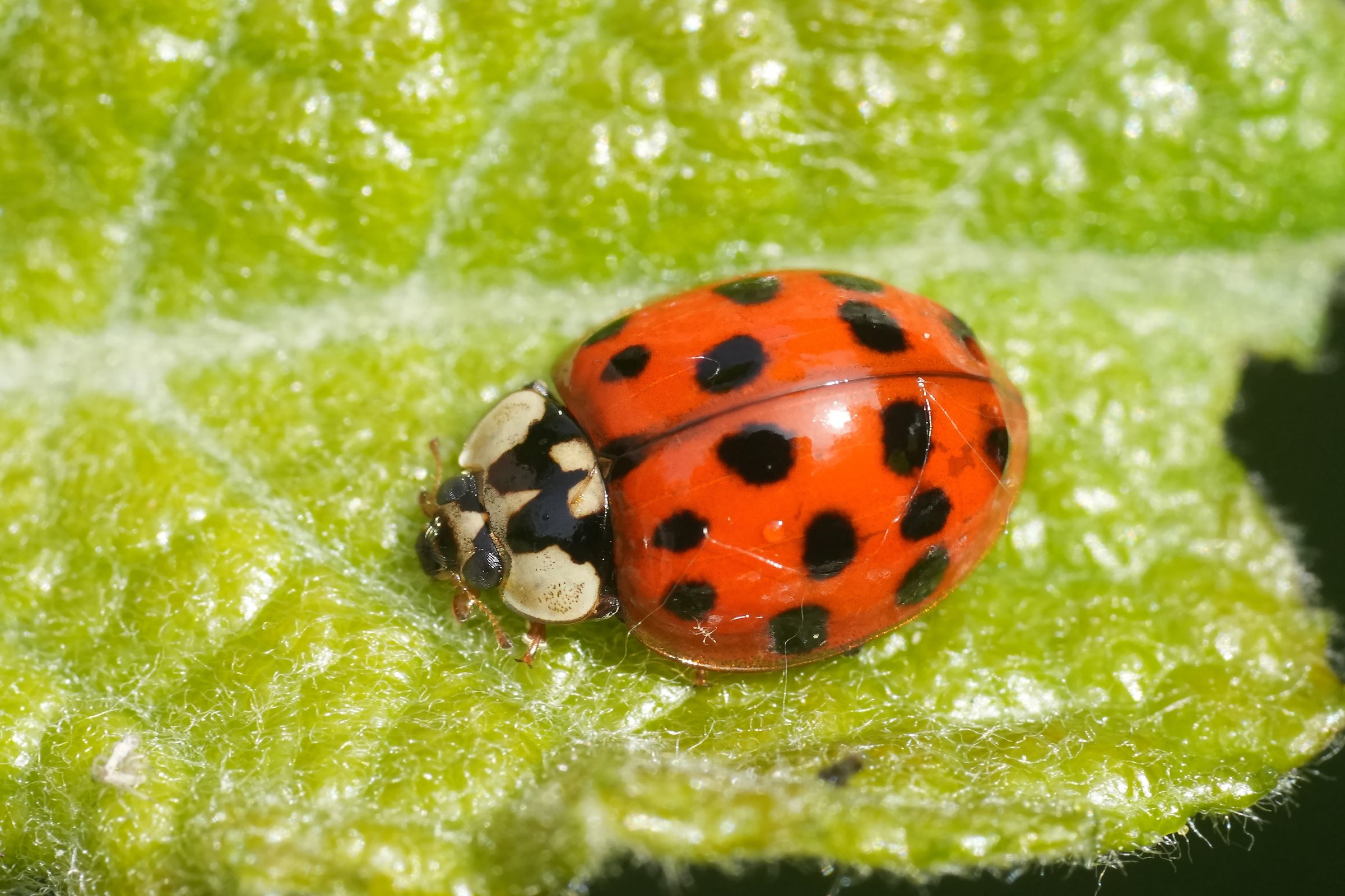 Natural closeup on a colorful Asian ladybird, Harmonia axyridis succinea on a green leaf