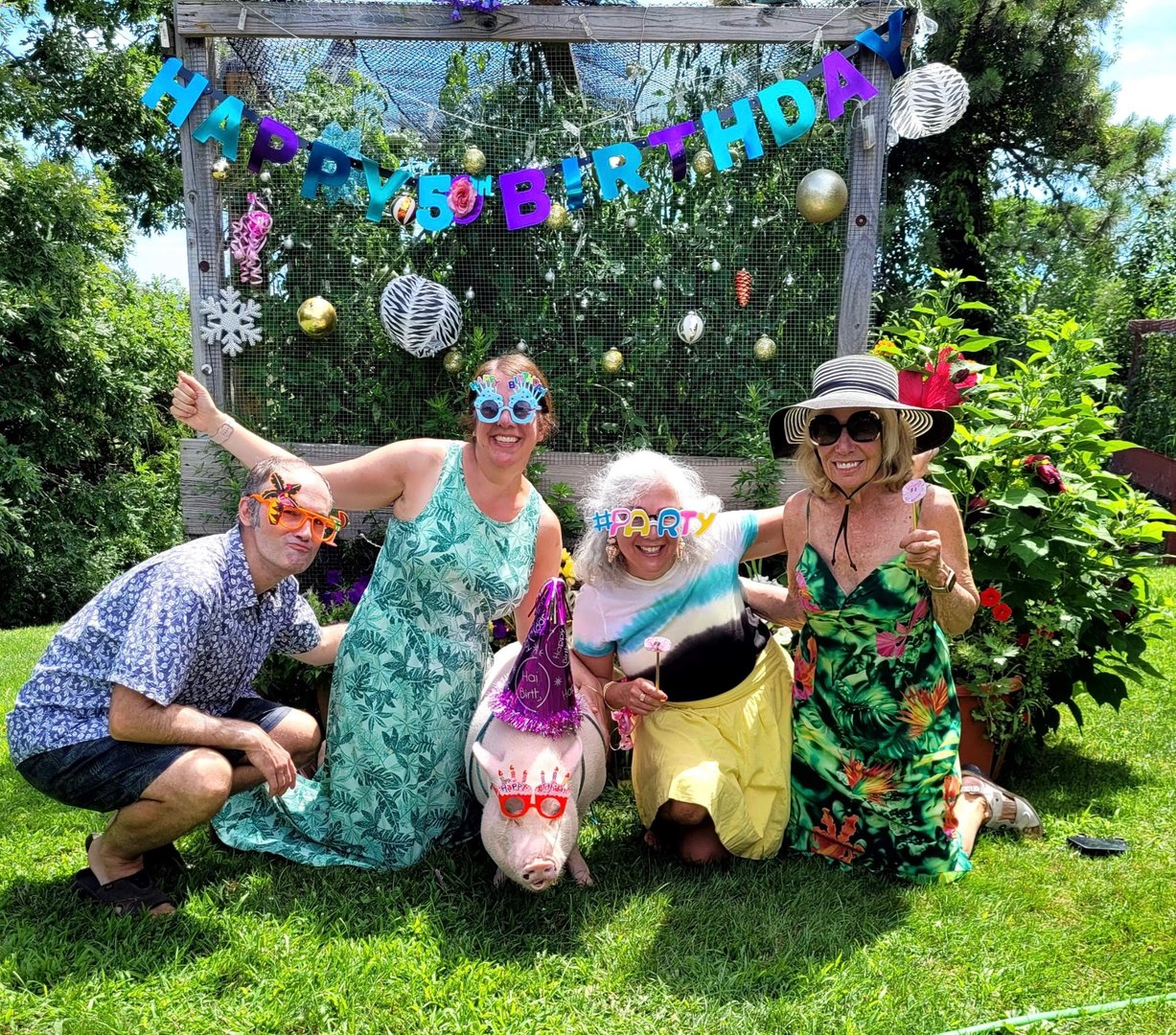 Group of piglets in barn