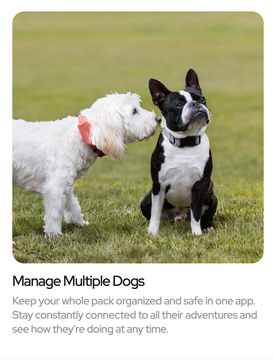 Manage Multiple Dogs