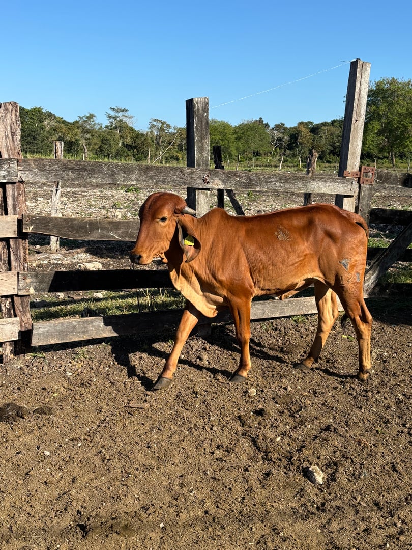 Evelyn - vaca donadora Gyr hija de Jaguar TE Do Gaviao - segunda ronda genética brasileña