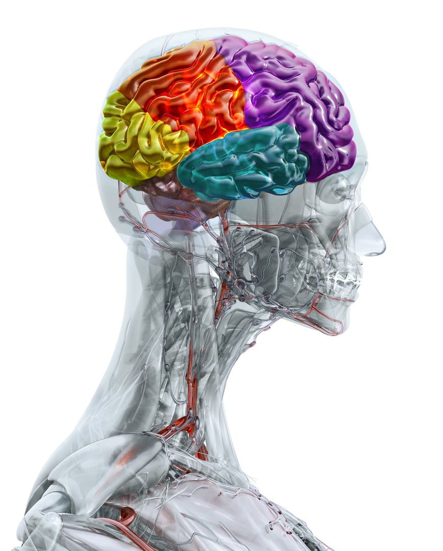 Human brain with color-coded lobes: frontal, parietal, temporal, occipital
