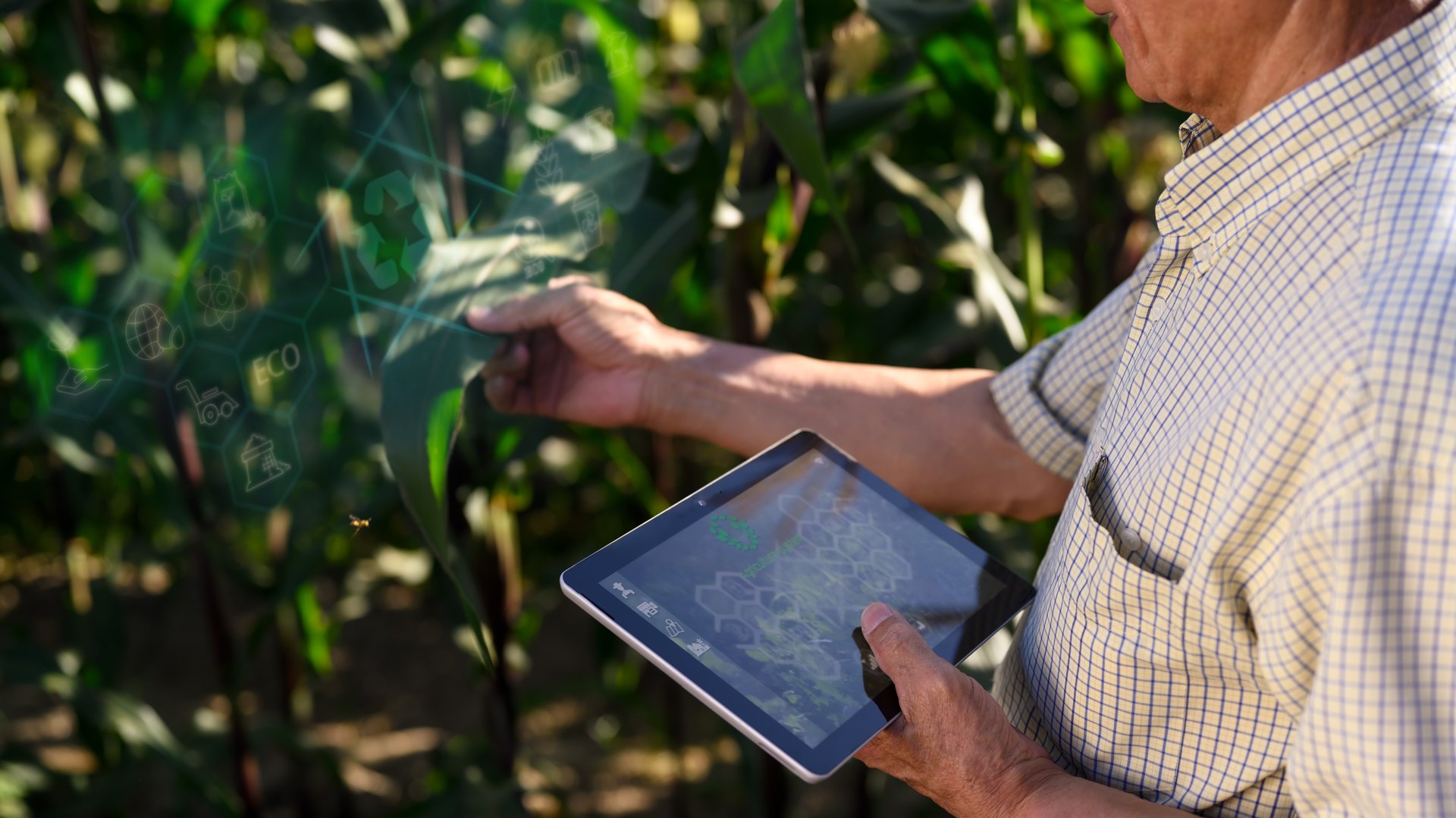 Senior farmer using digital tablet and examining young corn plants in the field. Smart farming concept.