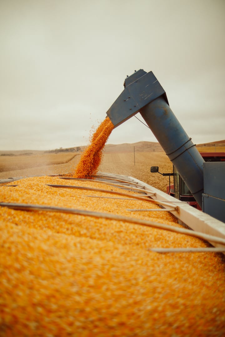 Corn Harvest in the Midwest