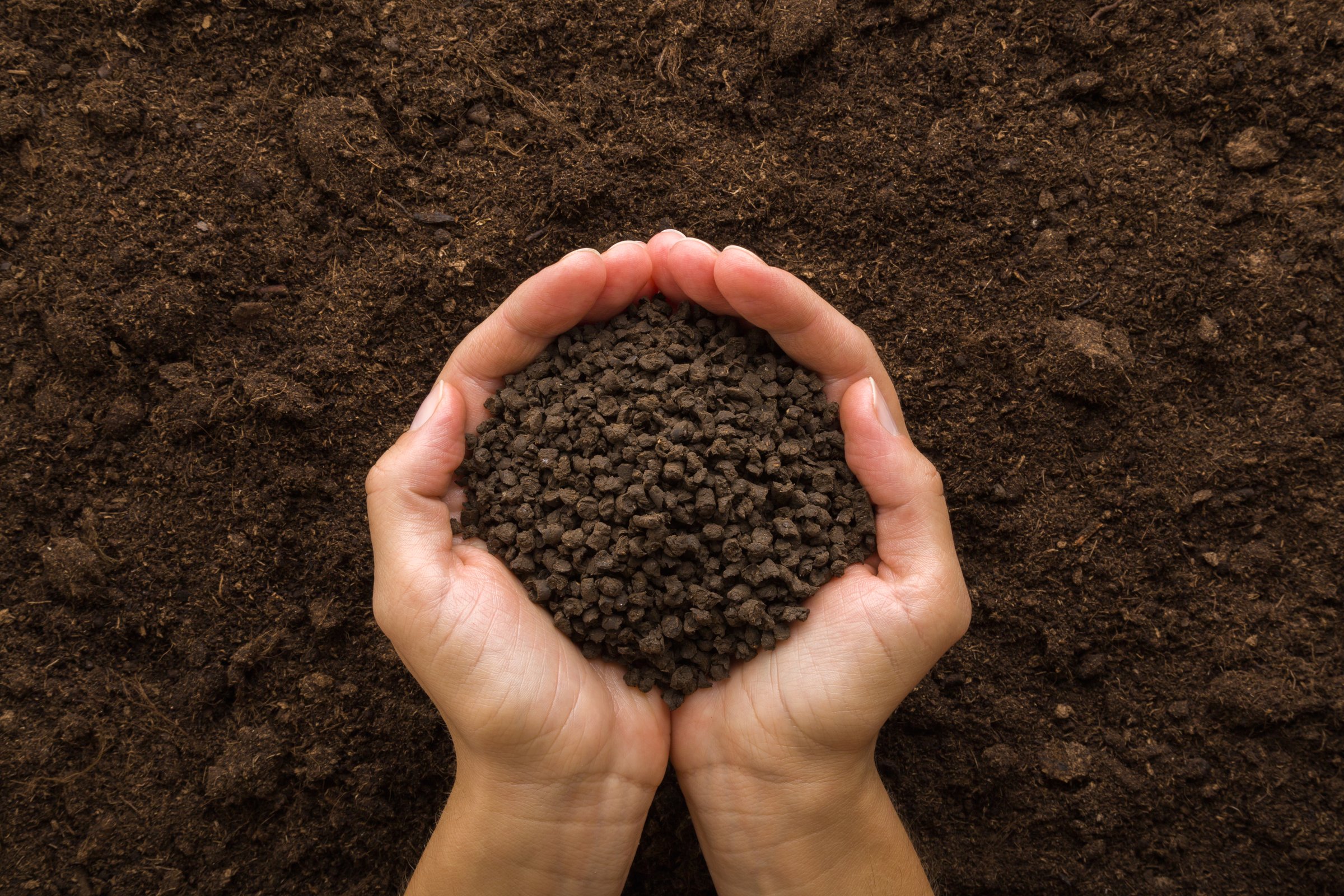 Young adult woman palms holding black granules of chicken manure on dark brown soil background. Product for root feeding of vegetables, flowers and plants. Closeup. Point of view shot. Top down view.