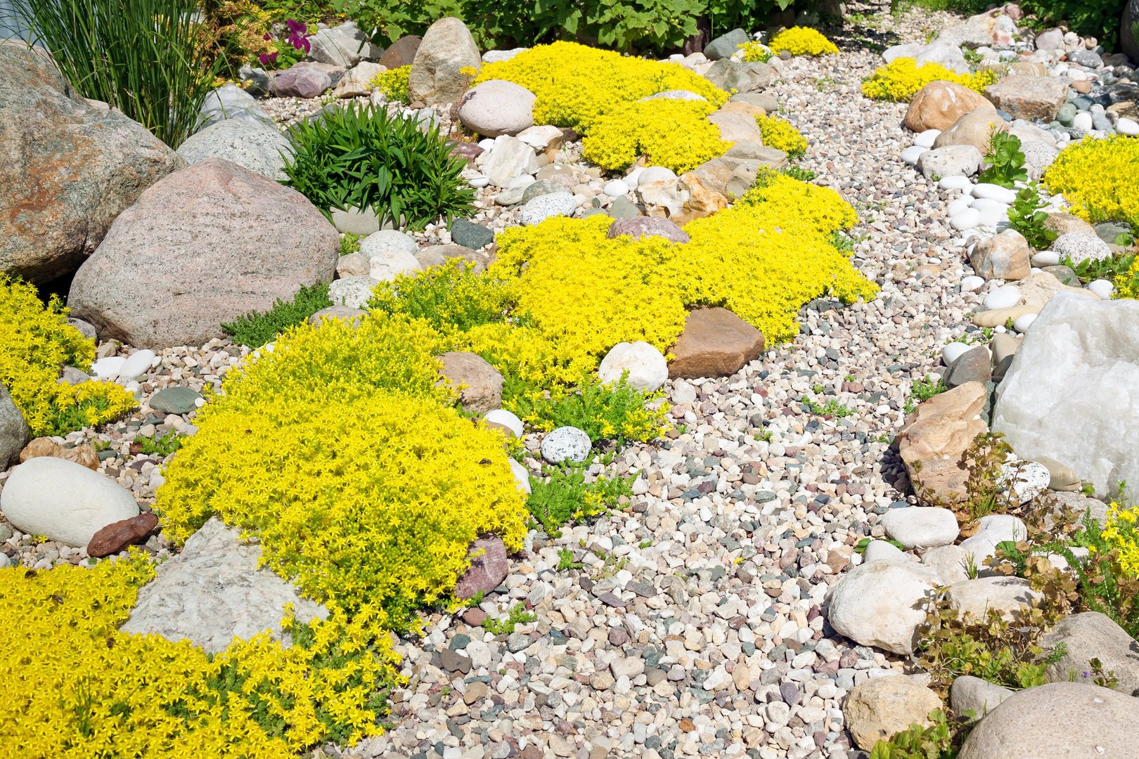 Drought-tolerant landscape with native plants and decorative rocks