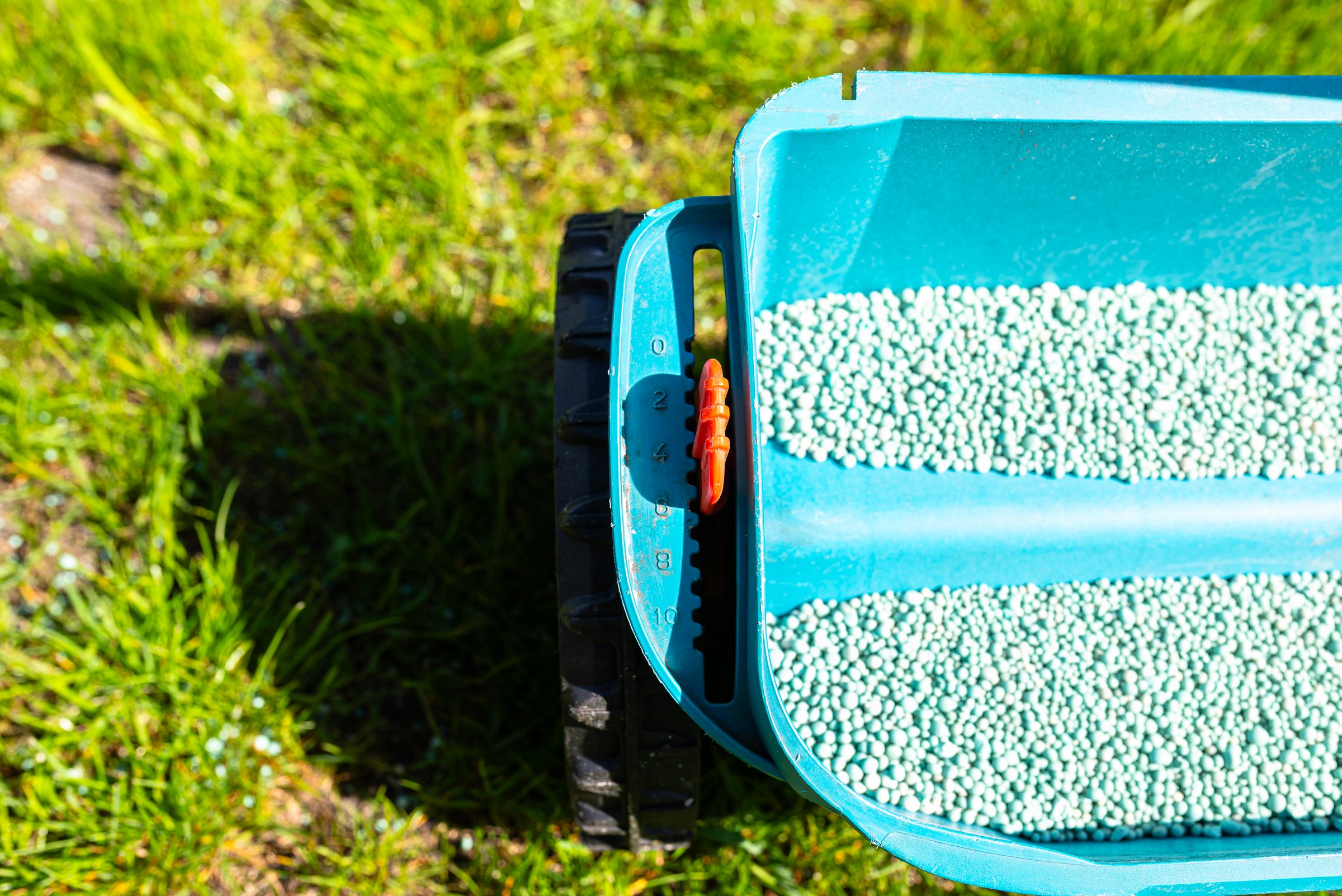 Fertilizing a young lawn with grass fertilizer in granules using a manual grass seeder.