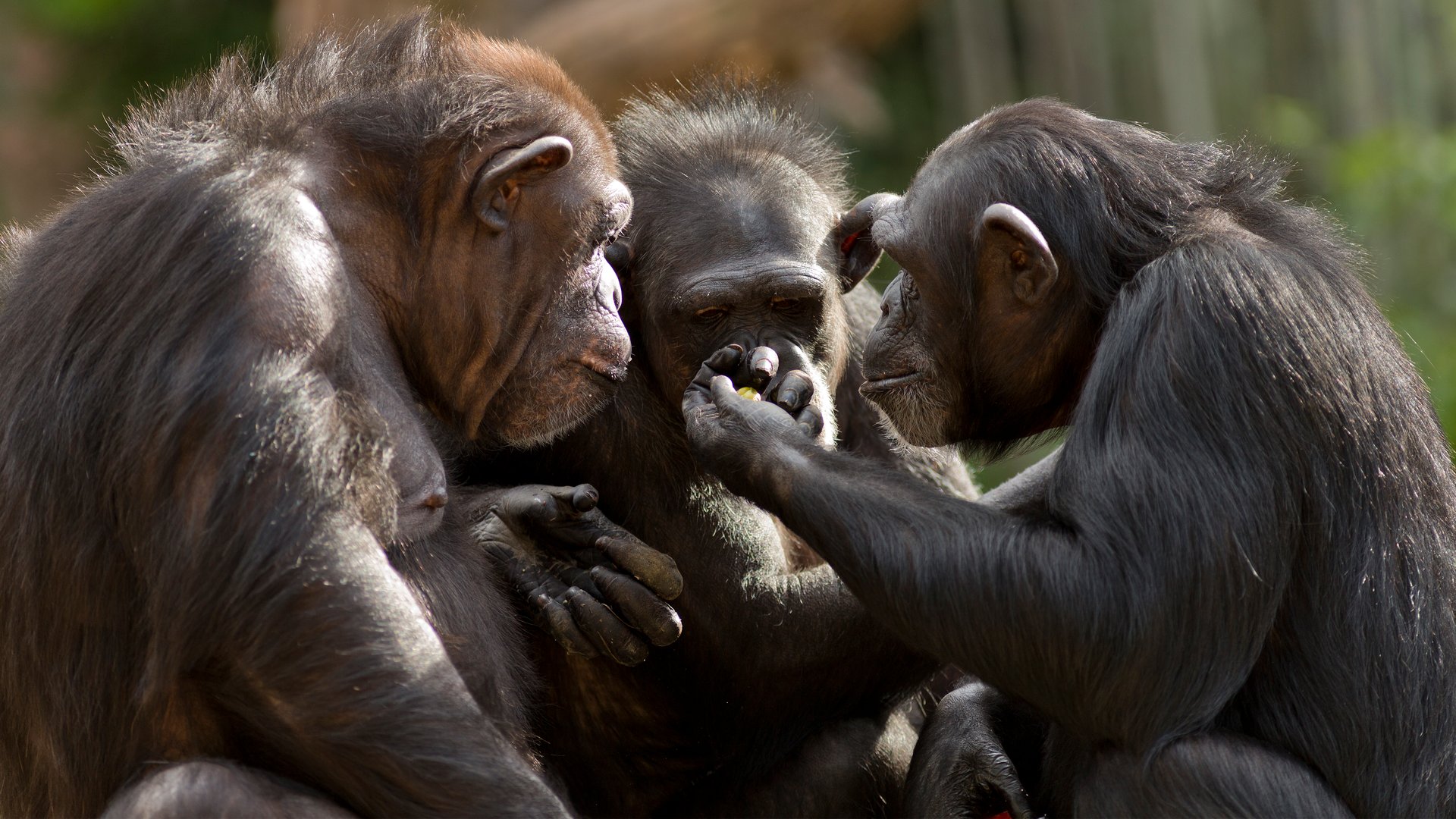 Grupo de chimpancés interactuando