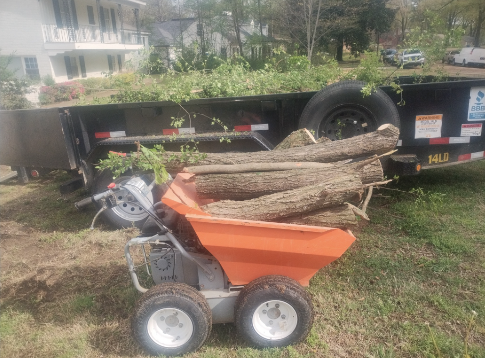 Professional stump removal service in Germantown