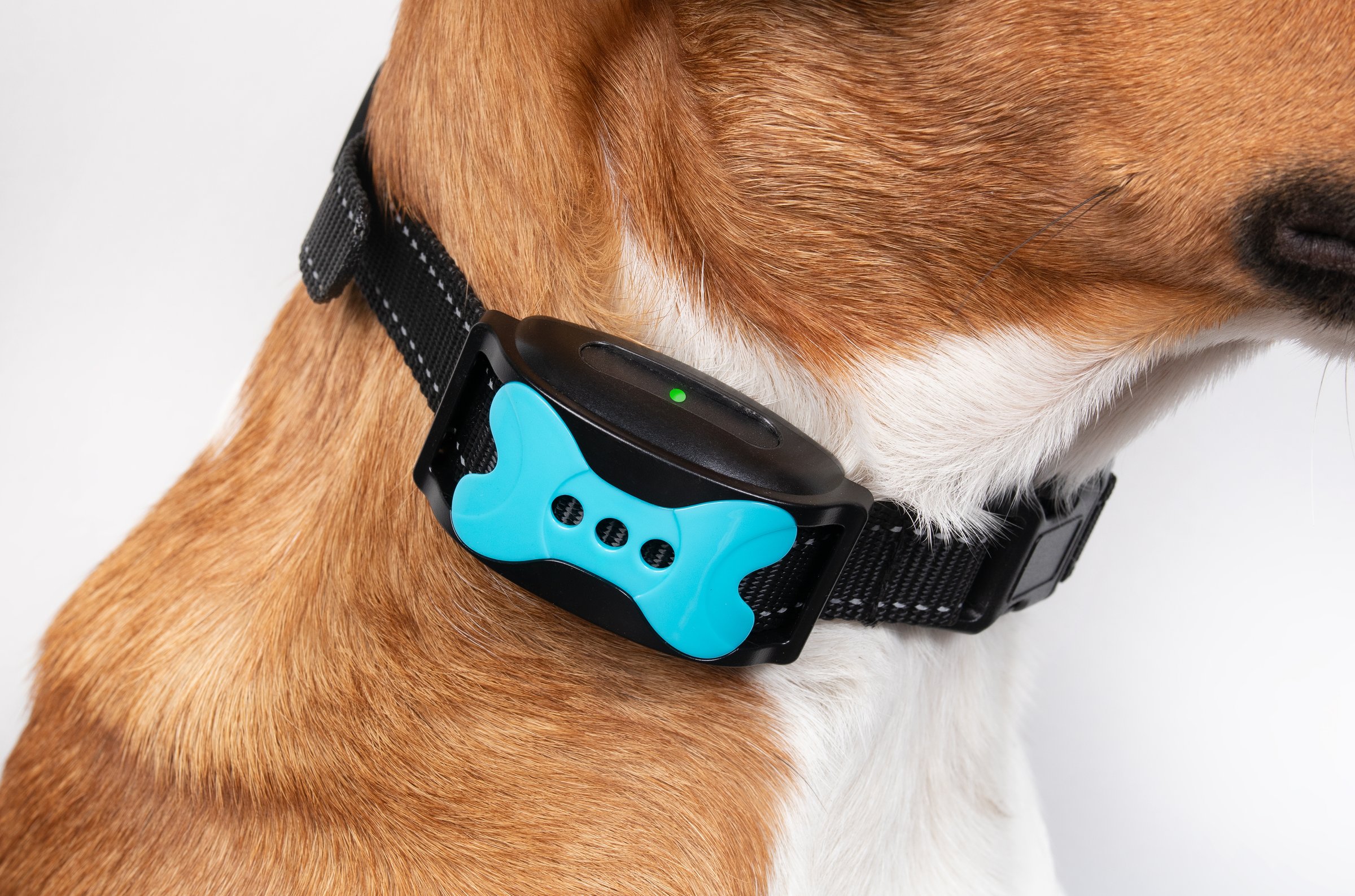 Close up of puppy dog wearing automatic training collar to correct barking at noise, people and birds outside. Female Harrier mix. Selective focus.