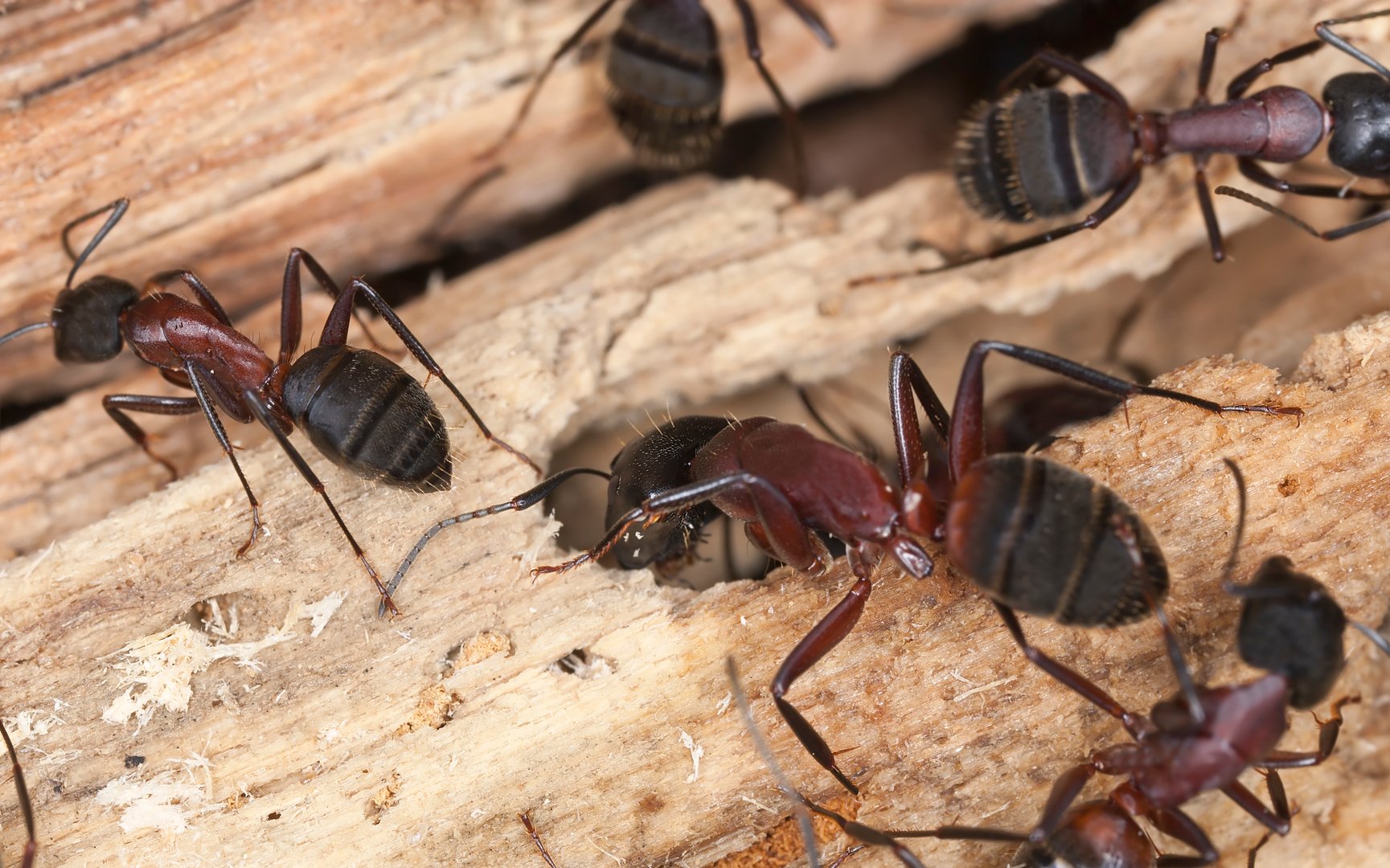 Carpenter ant on wood