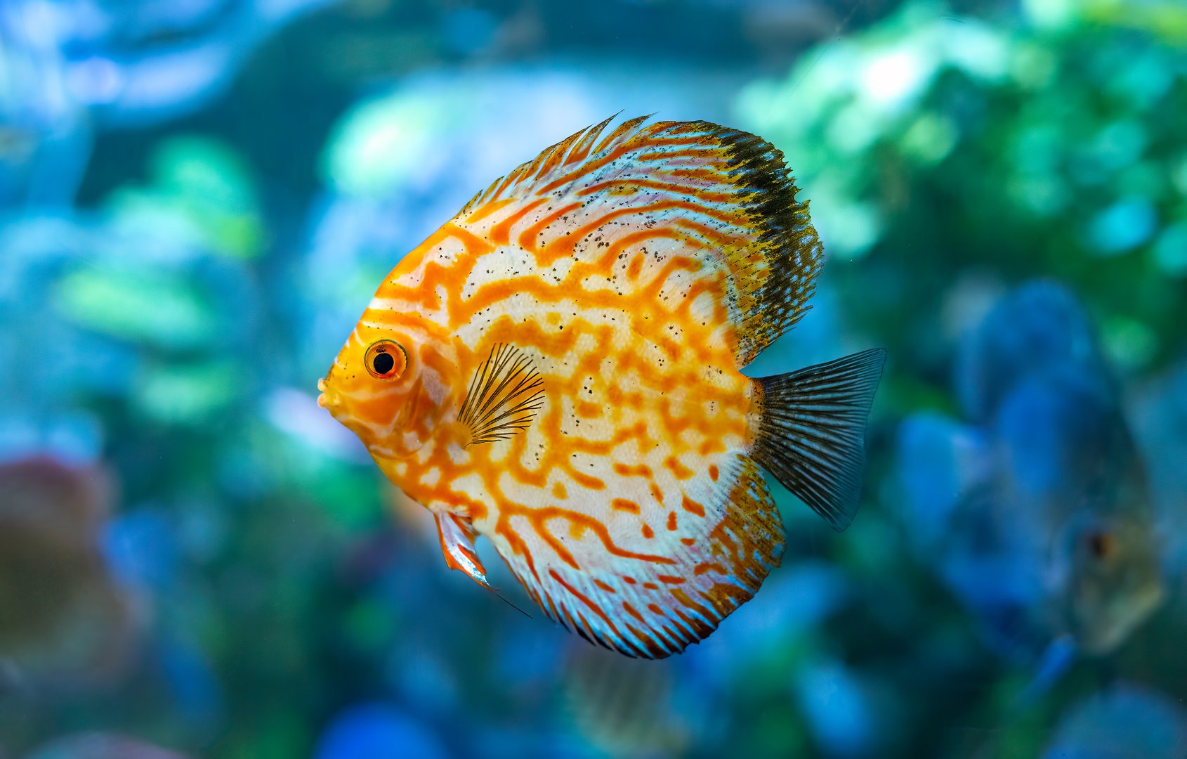 Yellow Symphysodon (known as discus or discus fish) swimming in aquarium