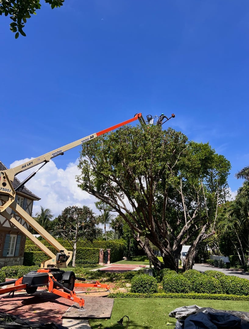A Better Tree Florida - Tree Removal