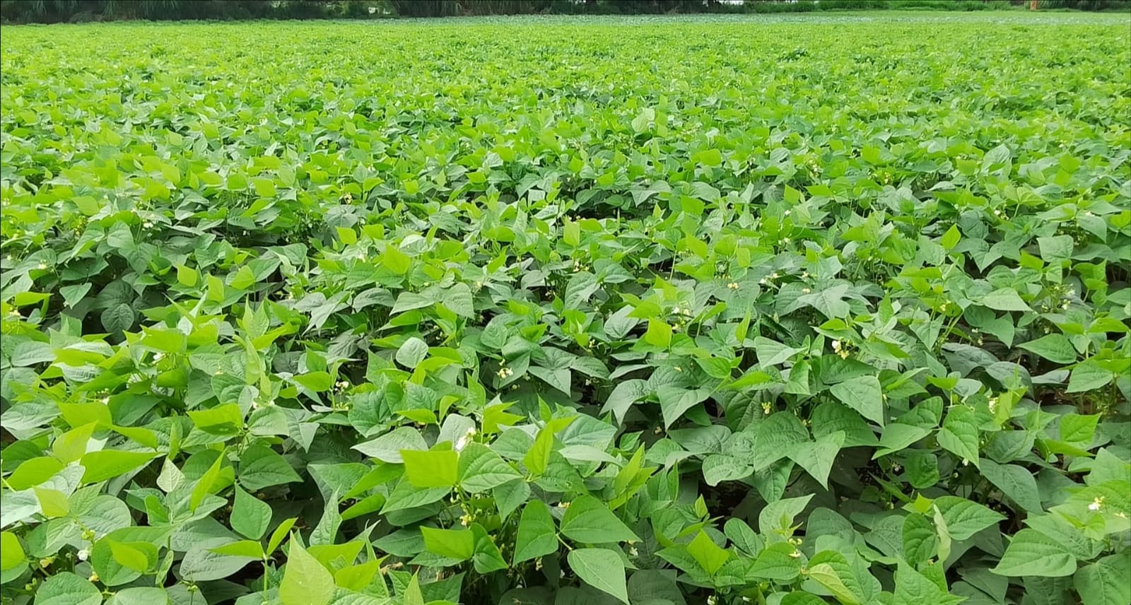 Fresh vegetables being sorted and packed in a quality control facility