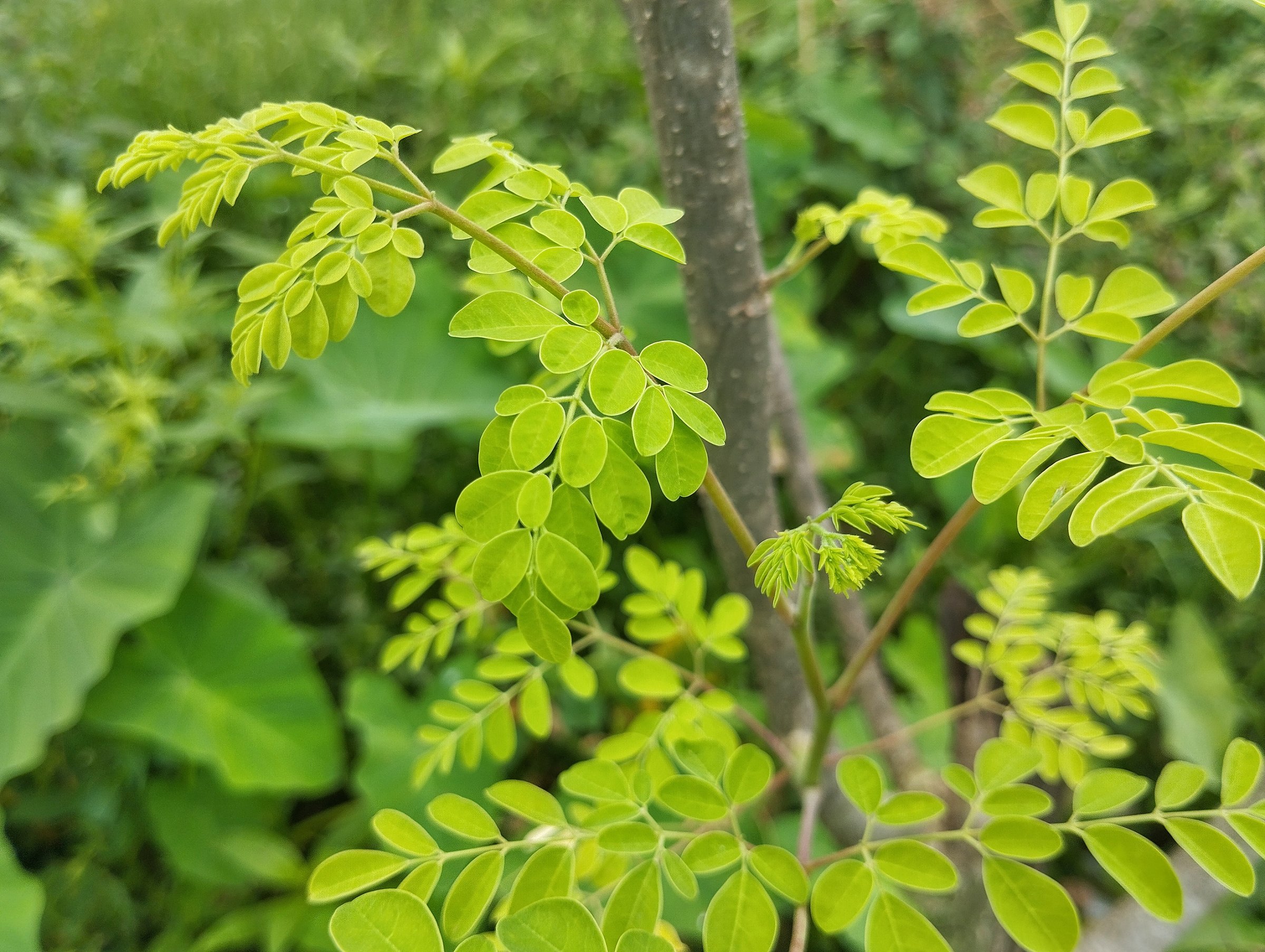Moringa plant (Moringa oleifera) in outdoor garden, Vegetarian cuisine, Organic farm plant