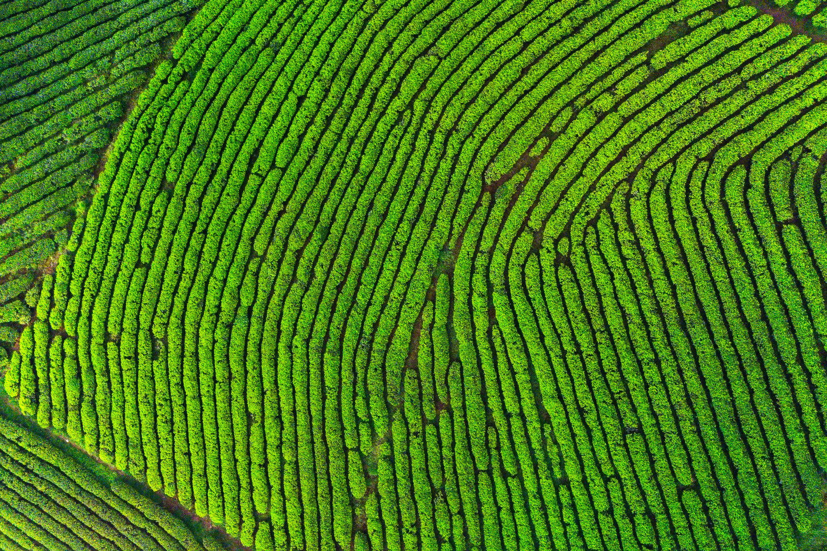 Aerial view of rows of bushes before harvest in tropical mountains.