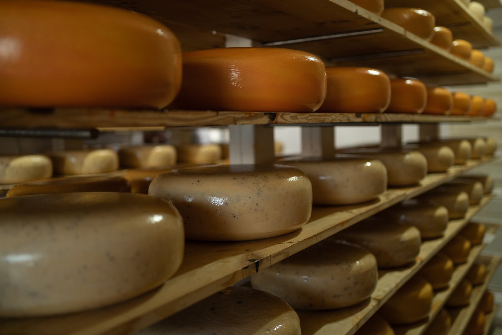 Assorted flavors of cheese wheels maturing in a cheese factory on wooden shelves. Cheese warehouse, close up. Store at milk factory. Dairy plant. Food industry. Food background