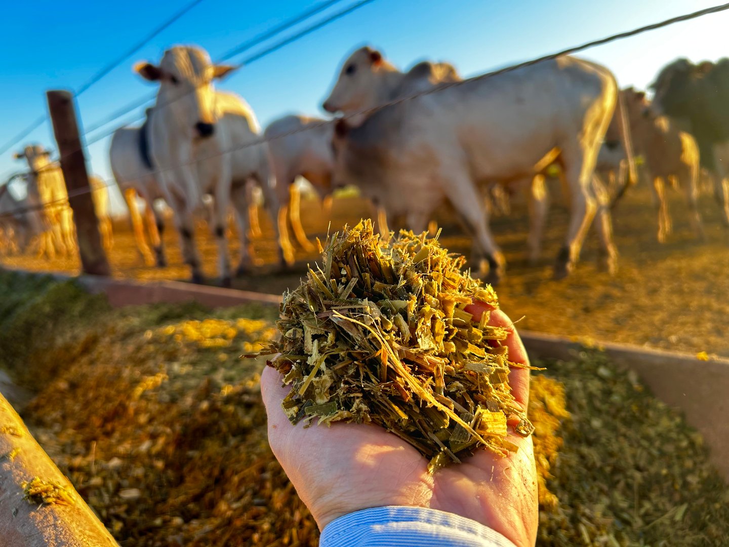 Núcleos nutricionais para bovinos