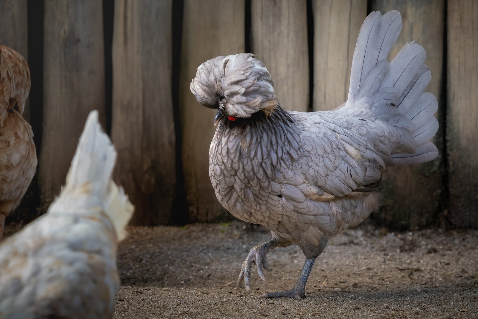 Polish Chicken with beautiful Crest