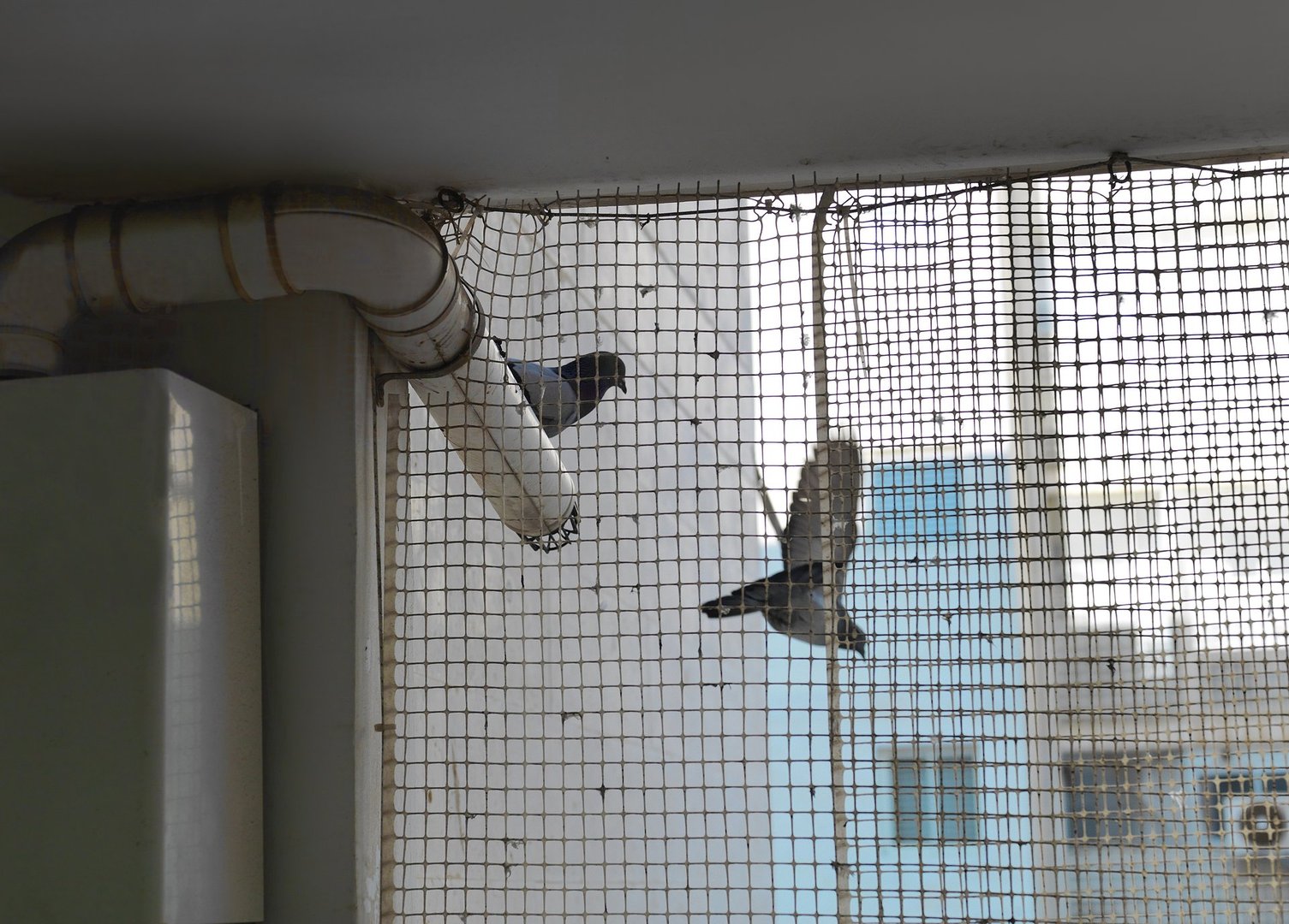 Two pigeons behind a protective net on a window or balcony, indoor cropped shot