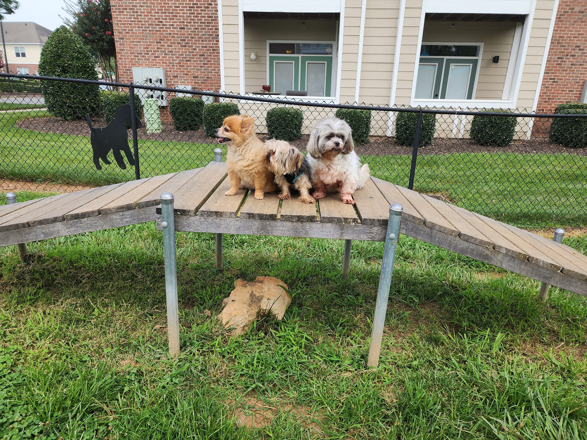 Uptown Pets caring for dogs in Salt Lake City