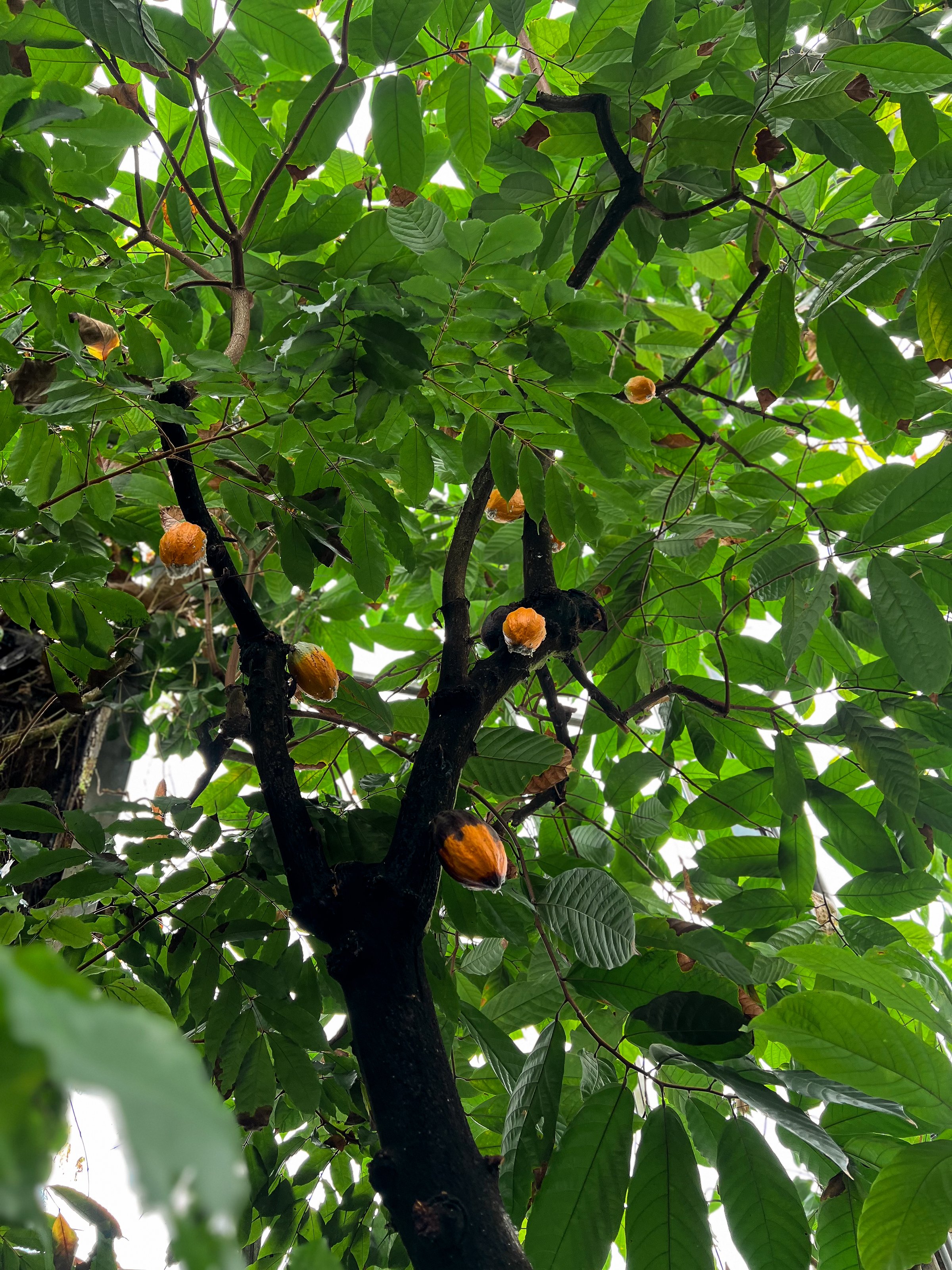 Yellow cocoa pods growing on a tree, harvesting theme