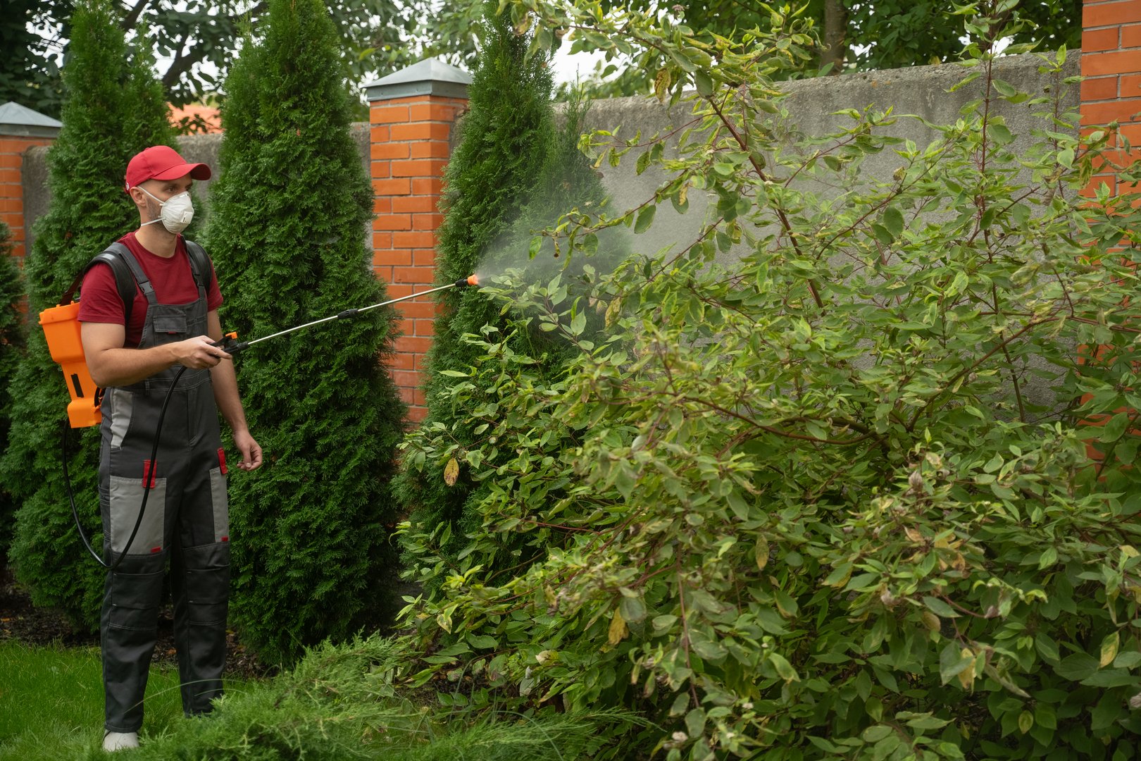 Gardener wearing a protective mask is spraying insecticide on garden plants. He is using a professional backpack sprayer