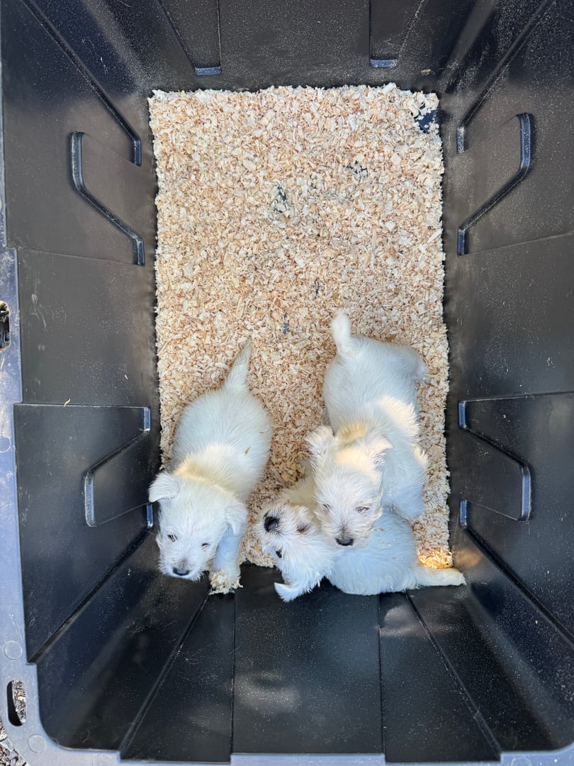 West Highland White Terrier puppy