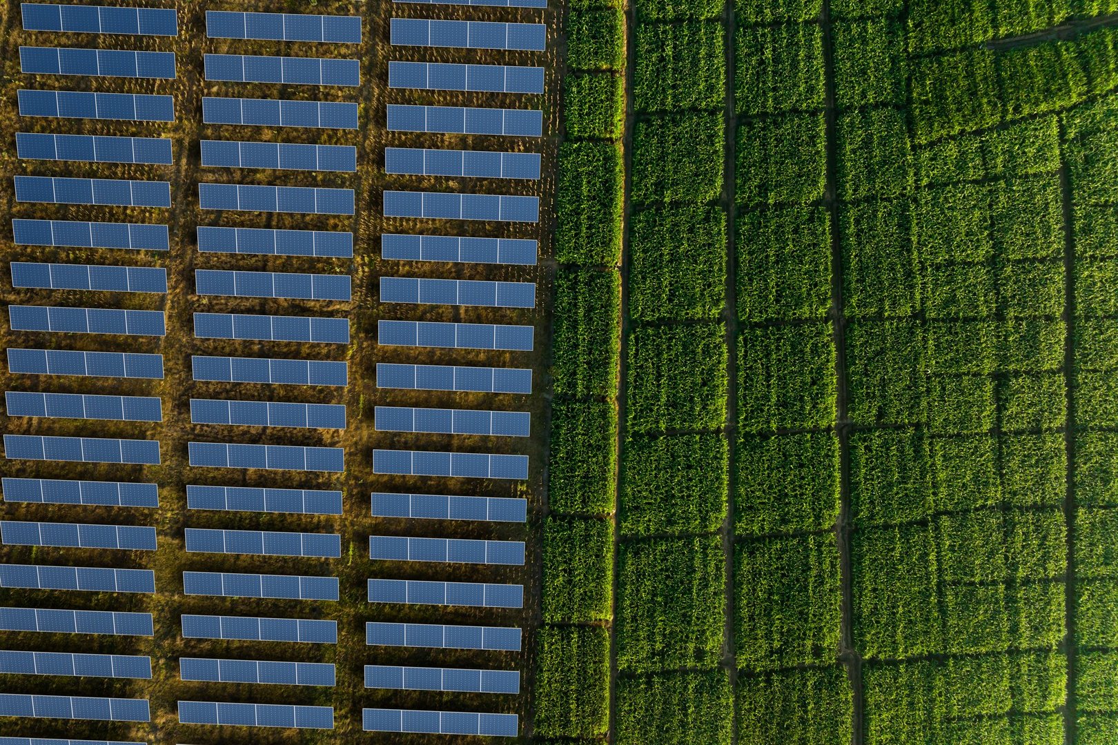 Drone view of solar panels next to cornfield rural energy concept