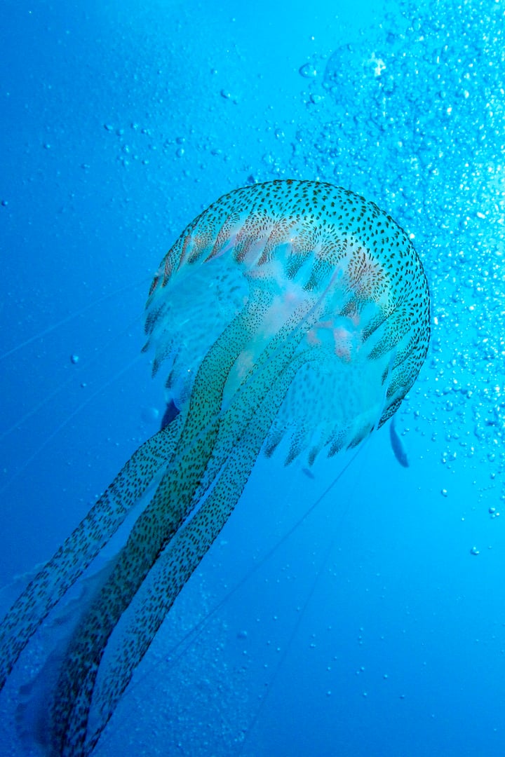 Jellyfish, Cabo Cope-Puntas del Calnegre Natural Park, Mediterranean Sea, Region de Murcia, Murcia, Spain, Europe