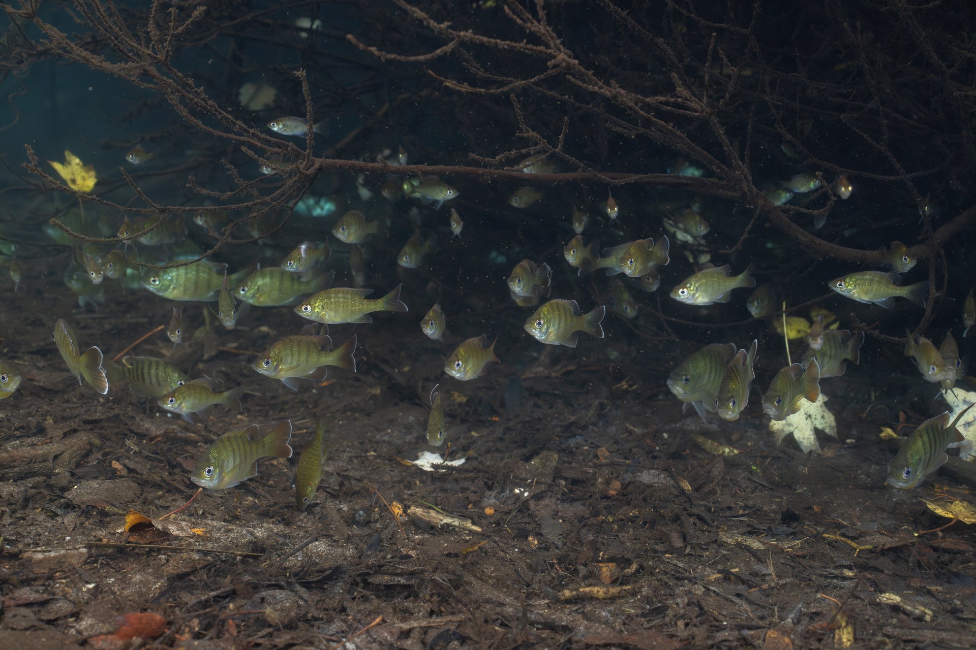 School of bluegill underwater by fallen tree