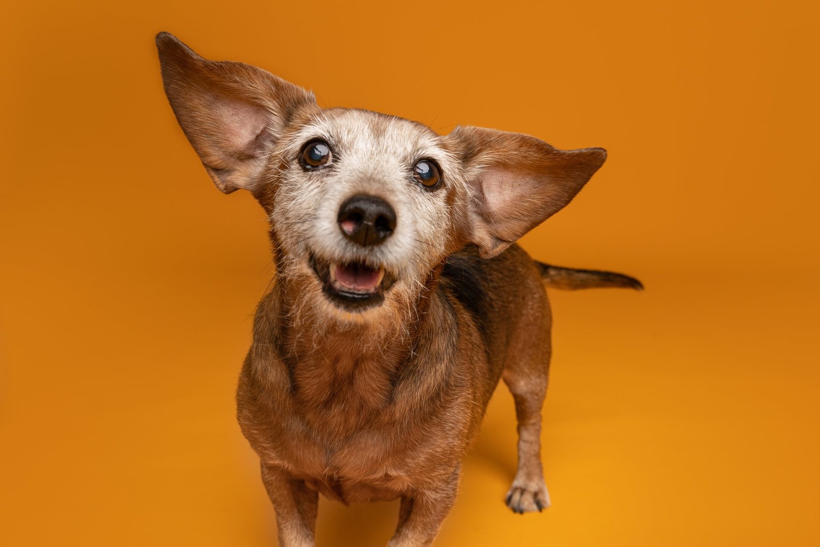 A joyful older Dachshund beams at the camera, ears perked and extended wide in an irresistibly charming pose. With a graying face and bright eyes, this sweet pup radiates personality and warmth against a rich orange backdrop. A heartwarming portrait that celebrates senior dog energy.