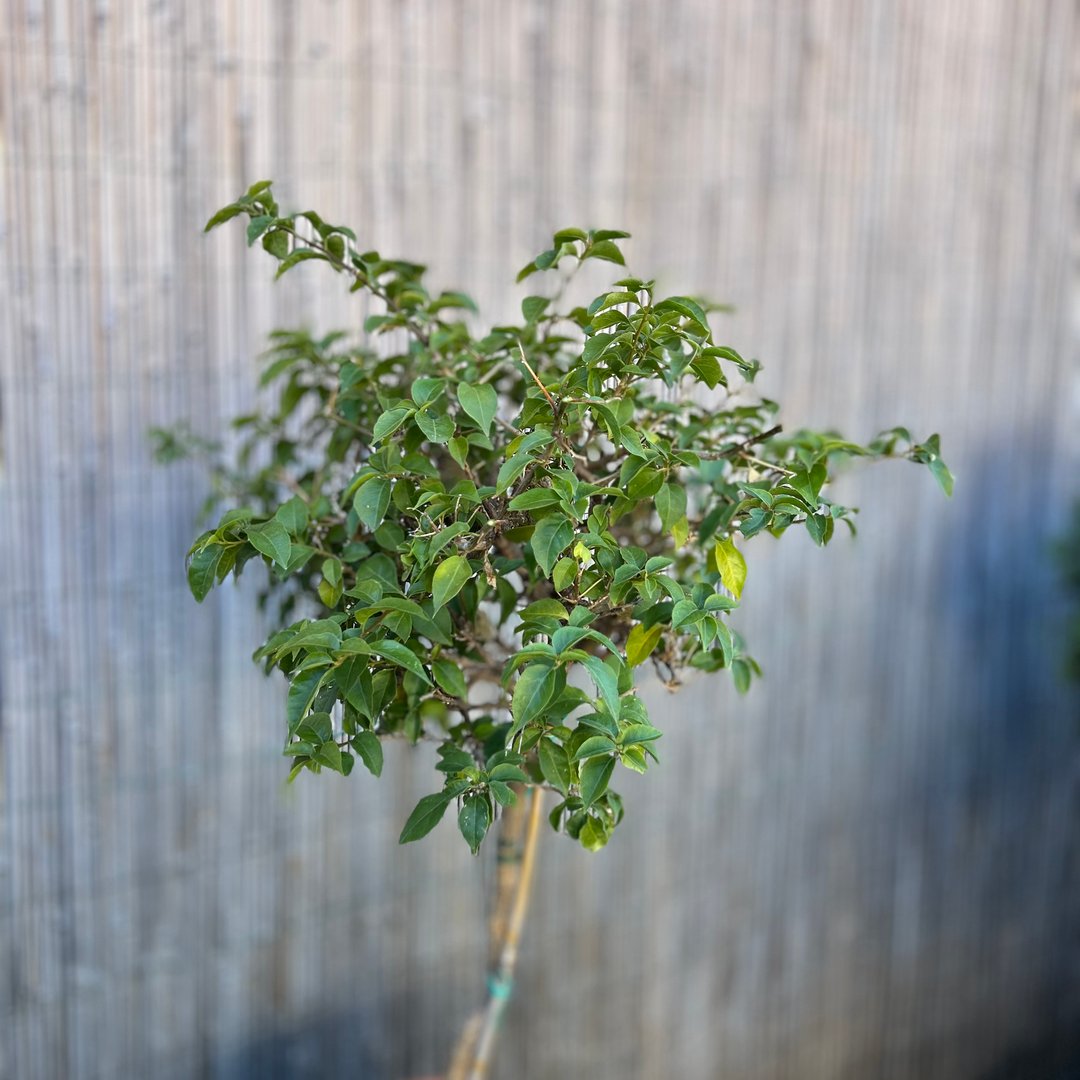 Tuja sövény - Thuja occidentalis örökzöld sövénynövény