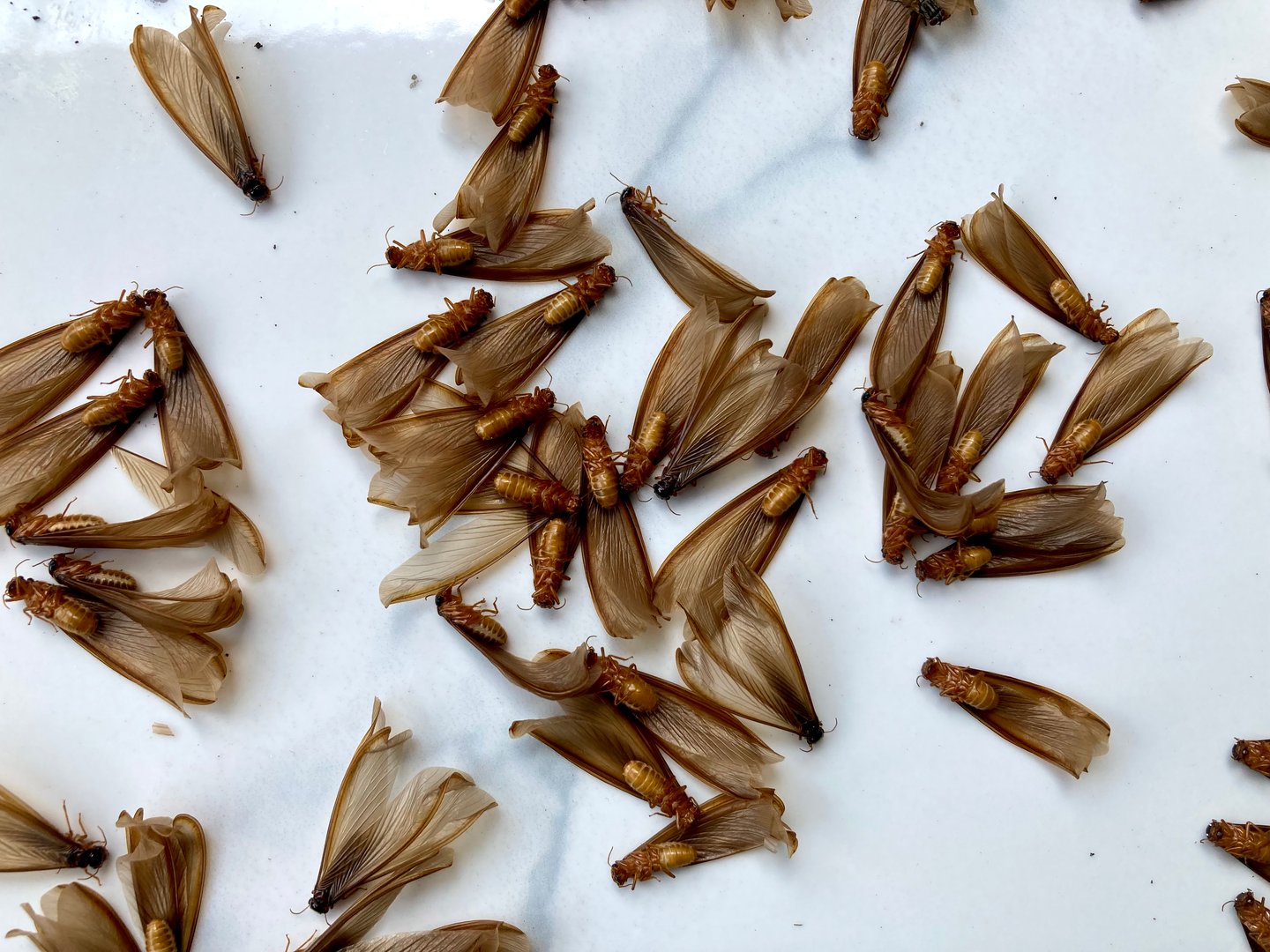 Dead fly termites on the floor, dead insects