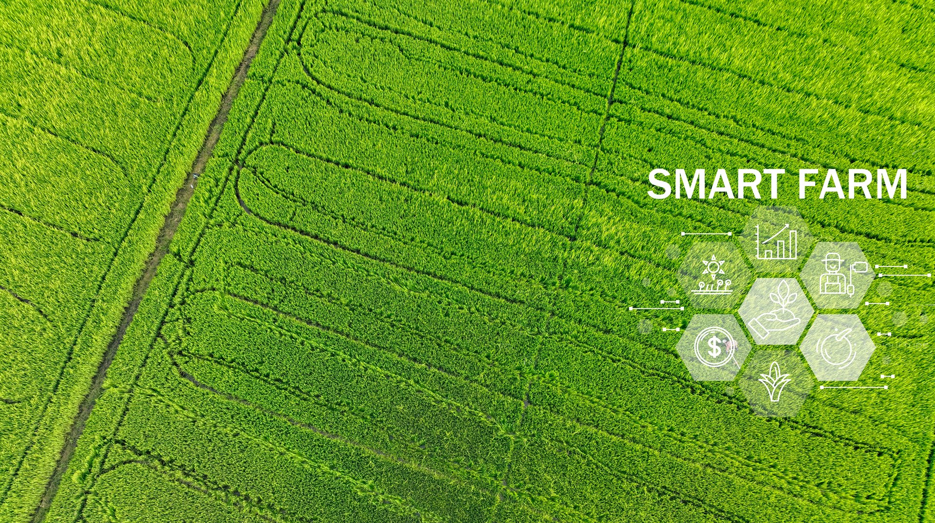 Smart farm advanced technology for enhanced productivity and quality in modern farming practices. Innovative sensors and drones optimize crop yields through data-driven precision farming techniques.