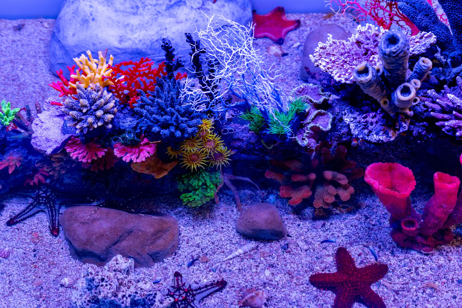 Vibrant coral reef with diverse marine life