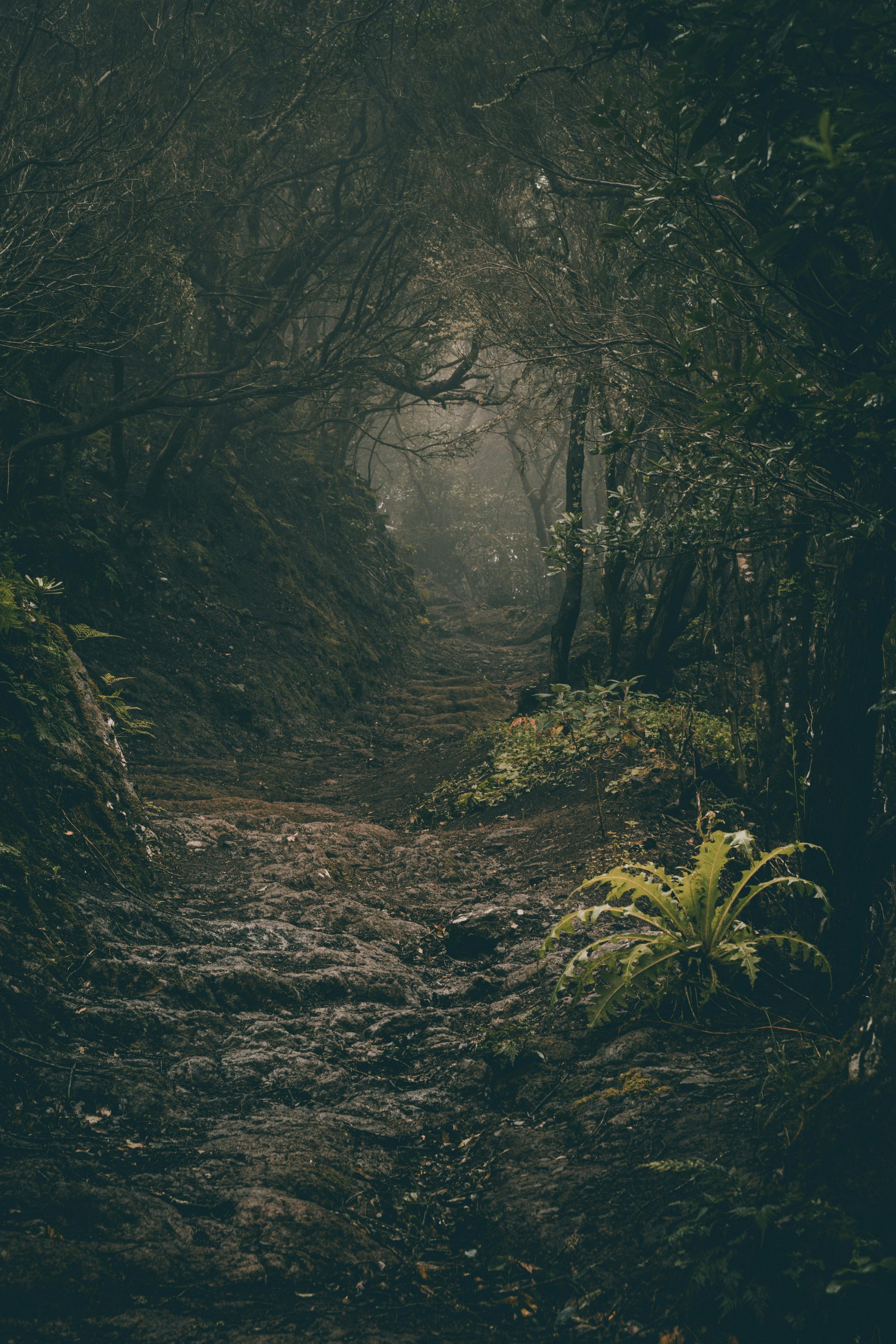 Misty forest path with lush greenery and overhanging branches, creating a moody and atmospheric scene.
