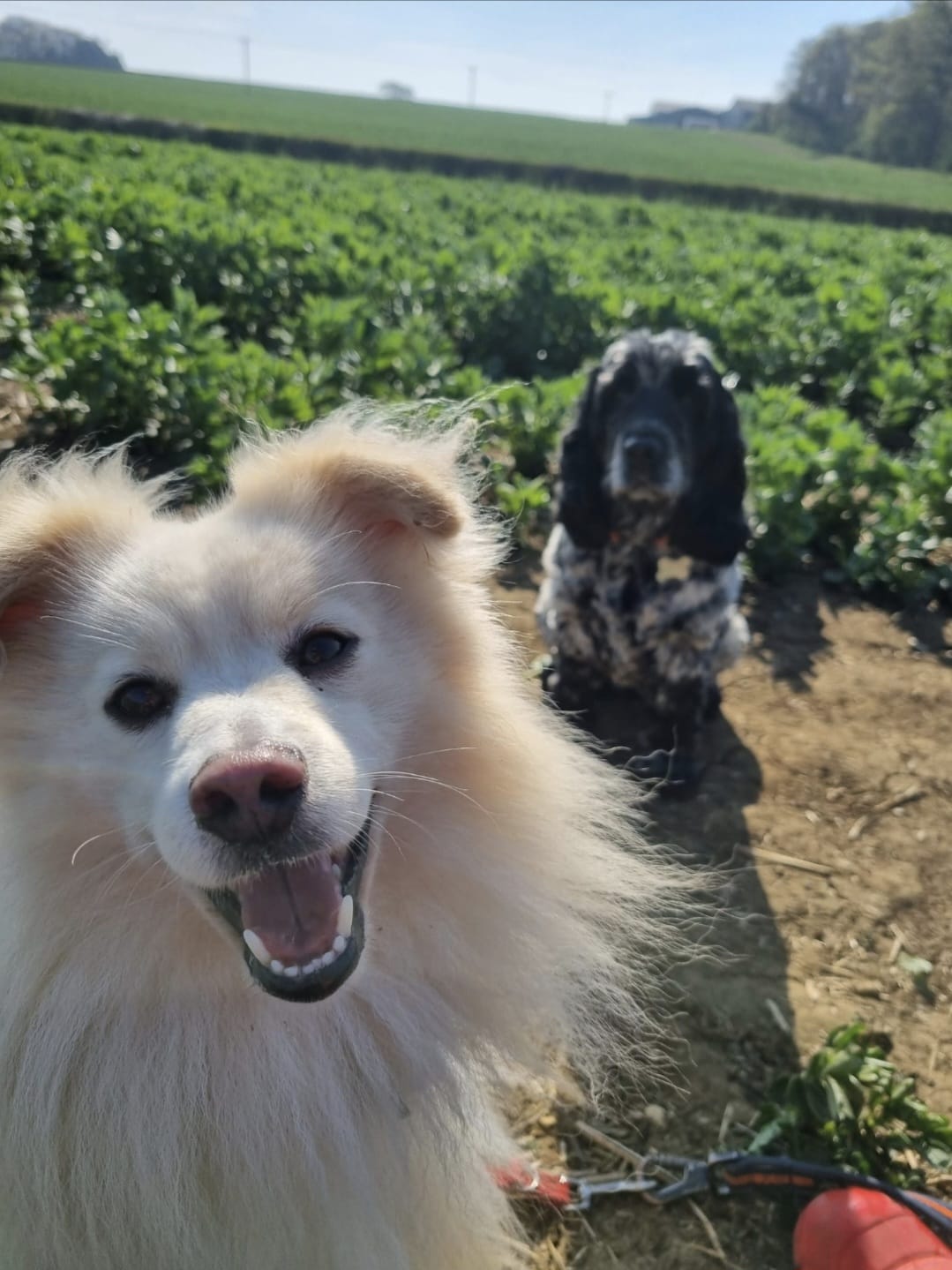 VIPuppy dog walking service