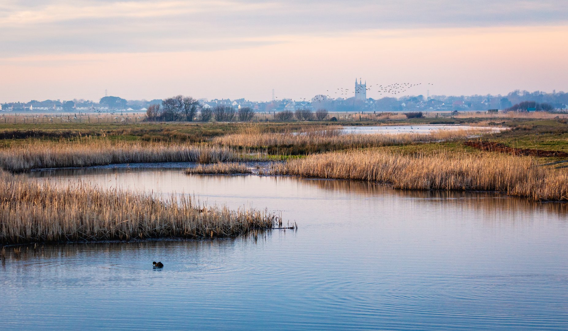 Dungeness nature reserve at evening with Lydd church rising in the background on the Kent coast south east England UK
