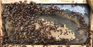 brood and honey