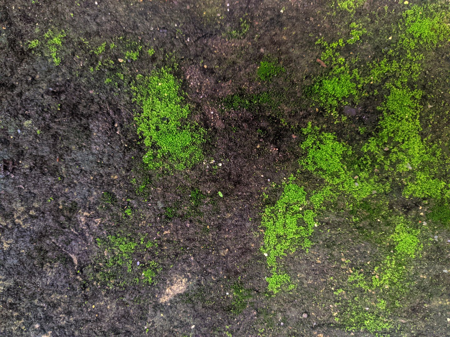 Close-up of vivid green moss patches growing across damp soil. Ideal for nature textures, ecosystem studies, and botanical backgrounds.