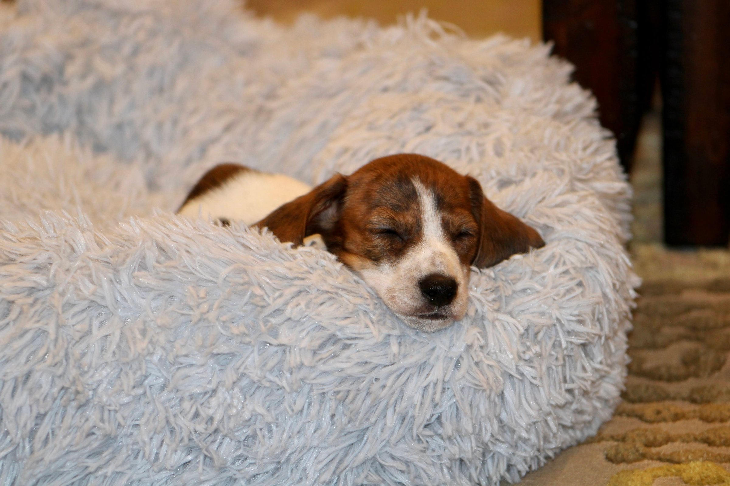 A miniature dachshund dog that is brindle and piebald coloring that is laying in a bed.